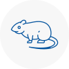 Rat Control Dollis Hill