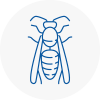 Dollis Hill Wasp Nest Removal